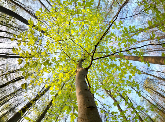 bomen bomen