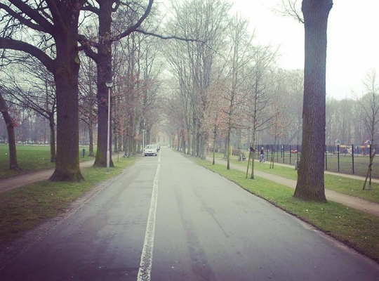 bomen parkdreven Bomen parkdreven