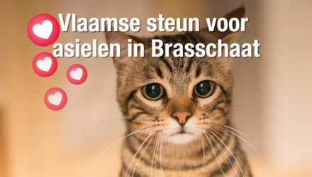 Vlaamse steun voor asielen in Brasschaat